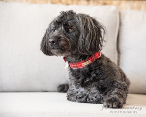 black-yorkie-on-sofa