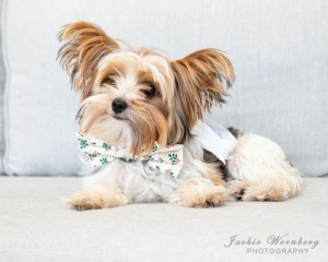 cream-yorkie-big-ears