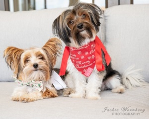 two-yorkies-on-white-sofa