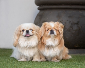 Two-pekes-posing-together-on-grass-1
