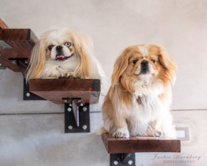 Two-pekes-posing-together-on-stairs-1