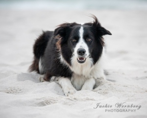 border-collie-lying-on-beach