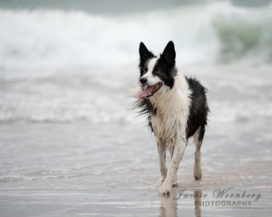 border-collie-standing-in-the-sea