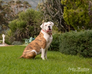 brindle-and-white-pitbull-posing-in-beautiful-garden