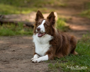 brown-and-white-bordercollie-lying-on-path-in-park