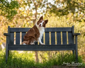brown-and-white-bordercollie-on-park-bench