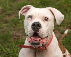 closeup-portrait-white-pitbull-brown-and-blue-eyes