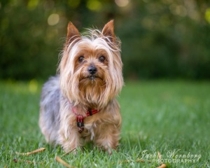 cute-yorkie-in-the-park-1