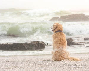 golden-retriever-sitting-looking-out-to-sea