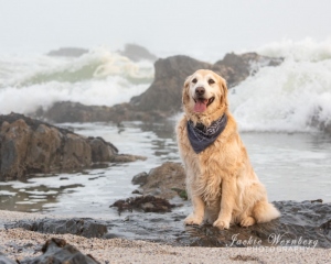 golden-retriever-sitting-on-rock-with-the-sea-behind