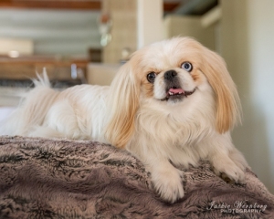 pekes-dog-posing-on-broiwn-blanket-1