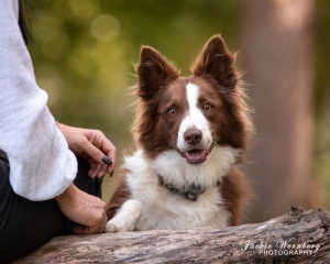 portrait-brown-and-white-bordercollie-looking-over-log