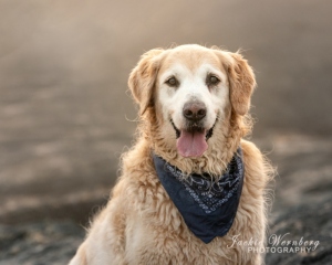 portrait-of-golden-retriever-wearing-blue-bandana