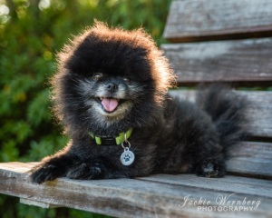 toy-pom-on-a-park-bench-1