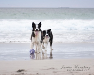 two-border-collies-standing-in-the-sea