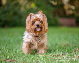 yorkie-in-the-park-tongue-out-1