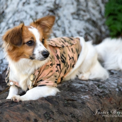 cute-furry-dog-wearing-jacket-lying-on-tree-root