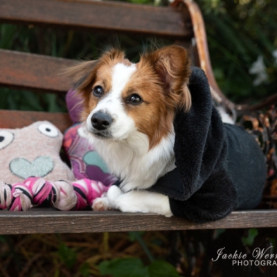 cute-furry-dog-wearing-black-jacket-lying-on-park-bench-with-toys