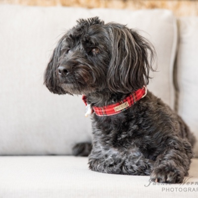 black-yorkie-on-sofa