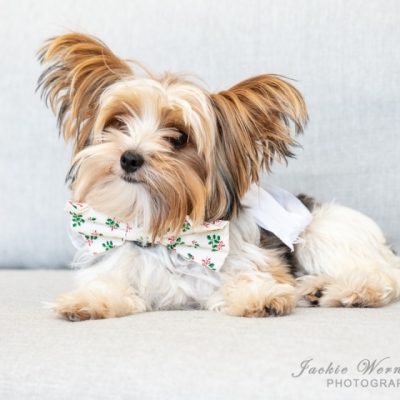 cream-yorkie-big-ears