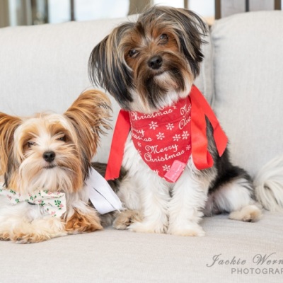 two-yorkies-on-white-sofa