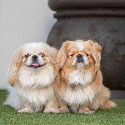 Two-pekes-posing-together-on-grass-1