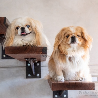 Two-pekes-posing-together-on-stairs-1