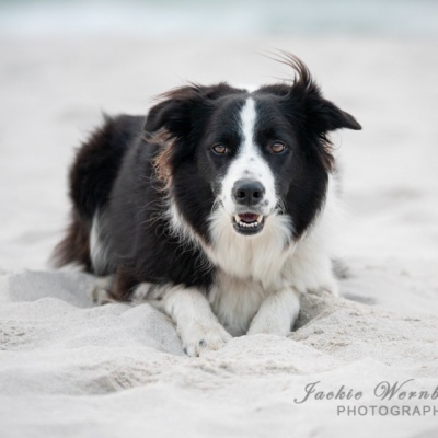 border-collie-lying-on-beach