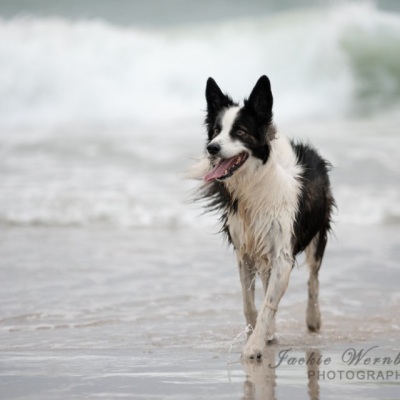 border-collie-standing-in-the-sea