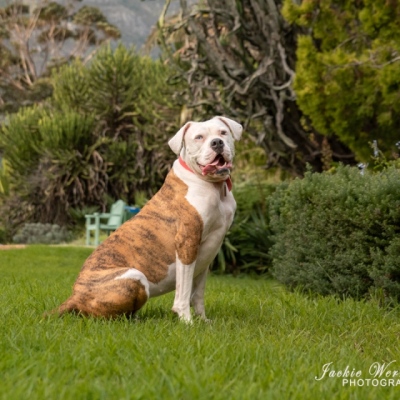 brindle-and-white-pitbull-posing-in-beautiful-garden
