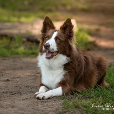 brown-and-white-bordercollie-lying-on-path-in-park