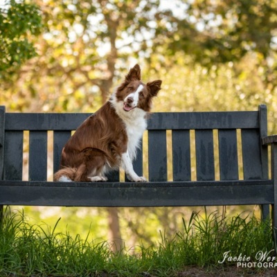 brown-and-white-bordercollie-on-park-bench