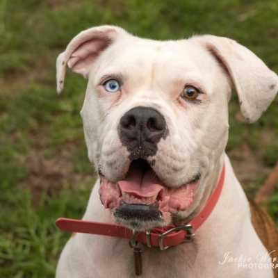 closeup-portrait-white-pitbull-brown-and-blue-eyes