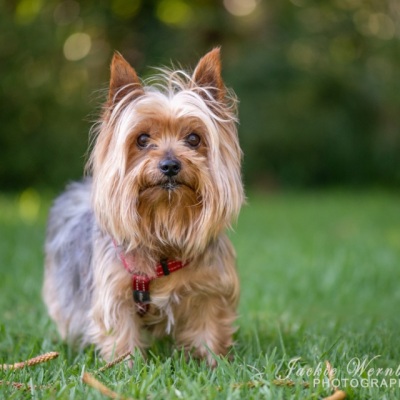 cute-yorkie-in-the-park-1