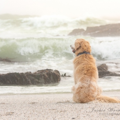 golden-retriever-sitting-looking-out-to-sea