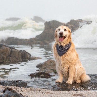 golden-retriever-sitting-on-rock-with-the-sea-behind