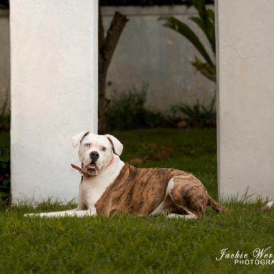 handsome-brindle-and-white-pitbull-lying-on-grass