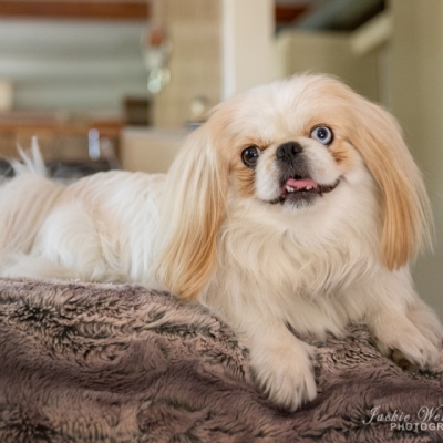 pekes-dog-posing-on-broiwn-blanket-1