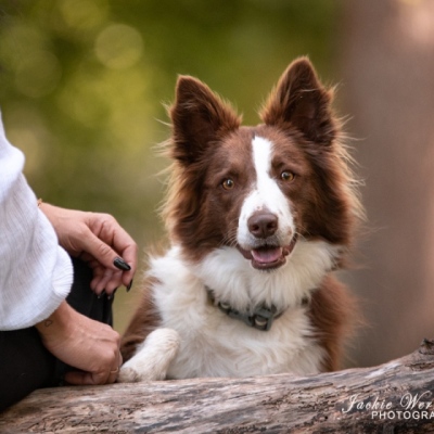 portrait-brown-and-white-bordercollie-looking-over-log