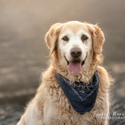 portrait-of-golden-retriever-wearing-blue-bandana
