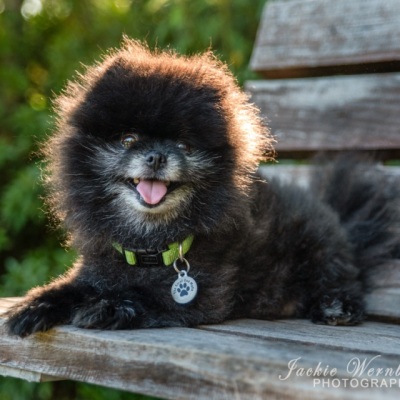 toy-pom-on-a-park-bench-1