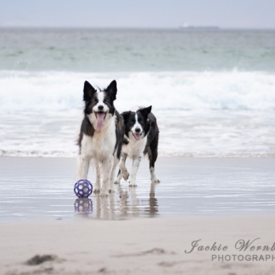 two-border-collies-standing-in-the-sea