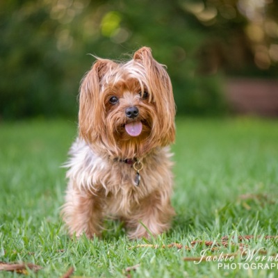yorkie-in-the-park-tongue-out-1