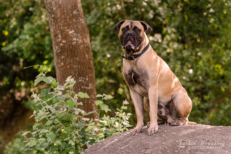 Bull Mastiff sitting on rock