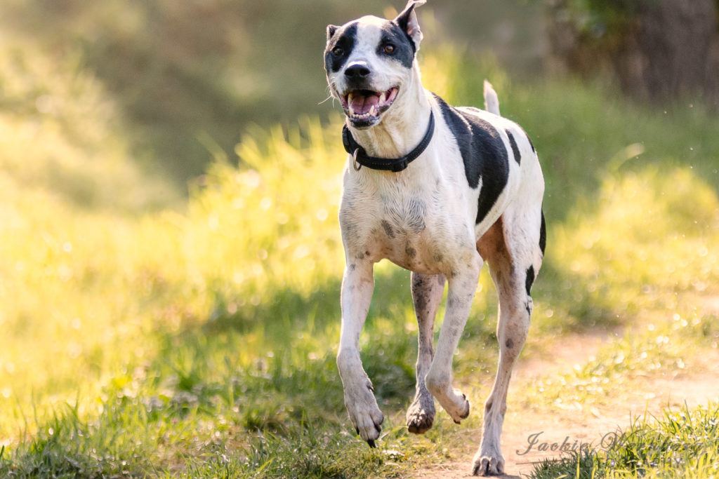 Black and white dog running