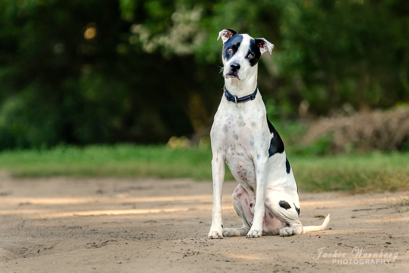 Black and white dog on path