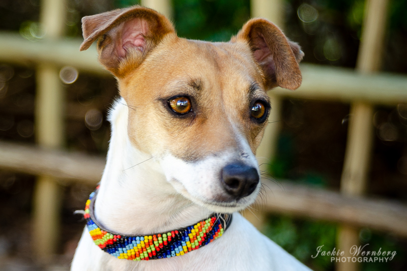 Fox Terrier portrait
