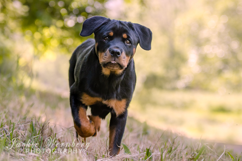 Rottweiler puppy running