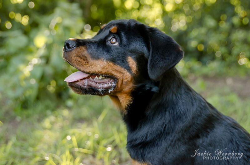 Rottweiler puppy close up