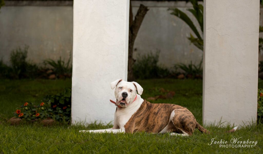 pitbull lying posing in garden